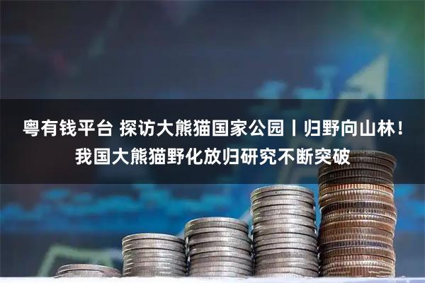 粤有钱平台 探访大熊猫国家公园丨归野向山林！我国大熊猫野化放归研究不断突破